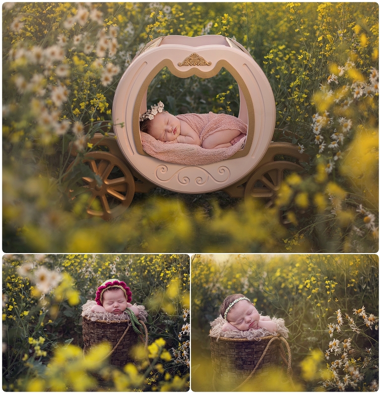 newborn baby girl photographed in the canola filed, one photo is in a Cinderella wagon and the other ones are in a brown basket