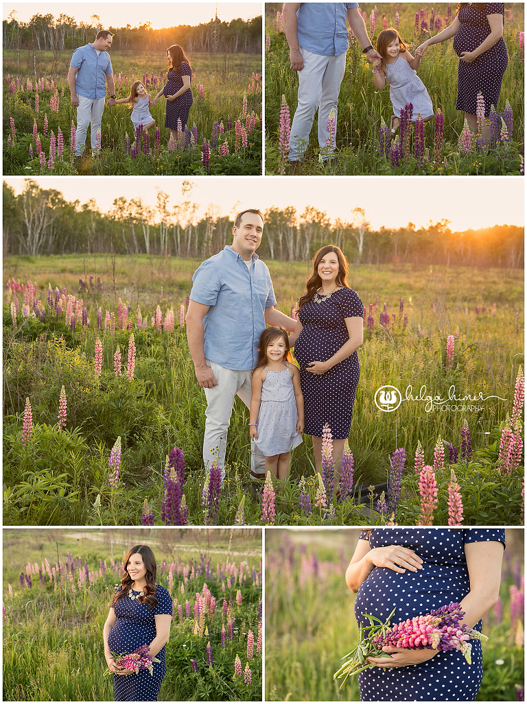 family standing in a lupin flower field at sunset mother is pregnant
